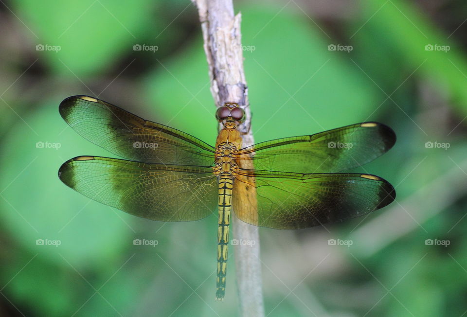 Female trithermis. Good spreading of yellow with large marking for the yellow-brown to. the. venation of. Yellowish colouring for the body overall. Habitat captured aside of river at the microhabitat of simply plant ans short.