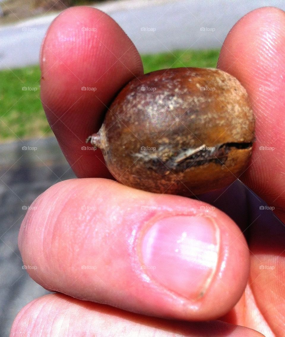 Child holding acorn