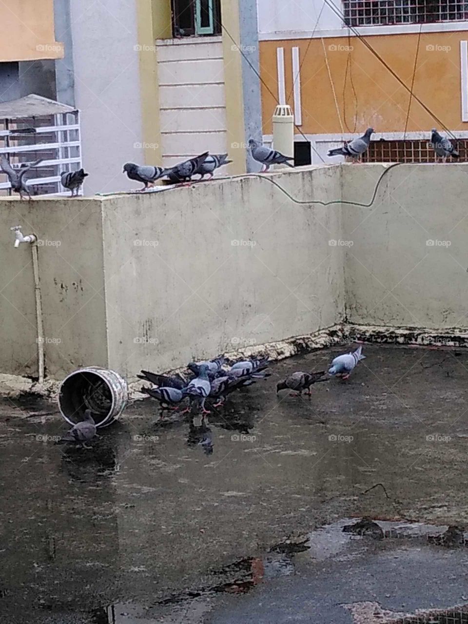 birds eating the left over food