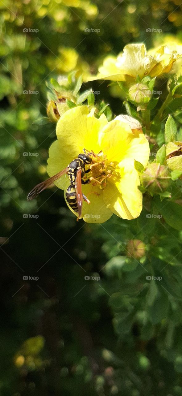 Наконец  то  солнце   и   осы!