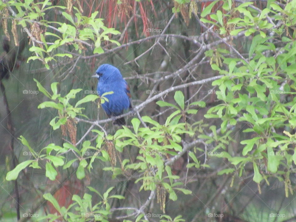 Blue Grosbeak on branch