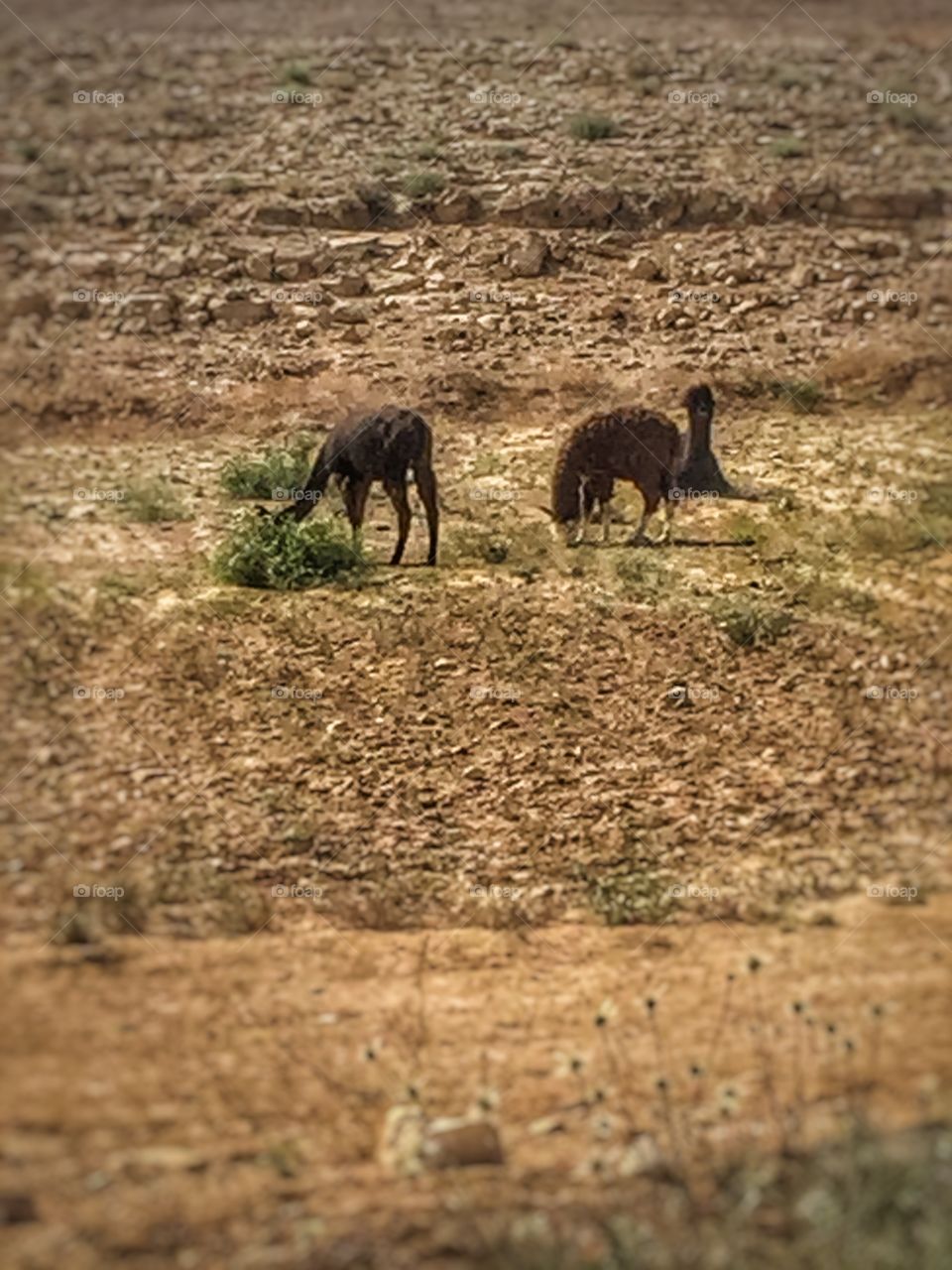 desert alpacas hanging out looking for food

