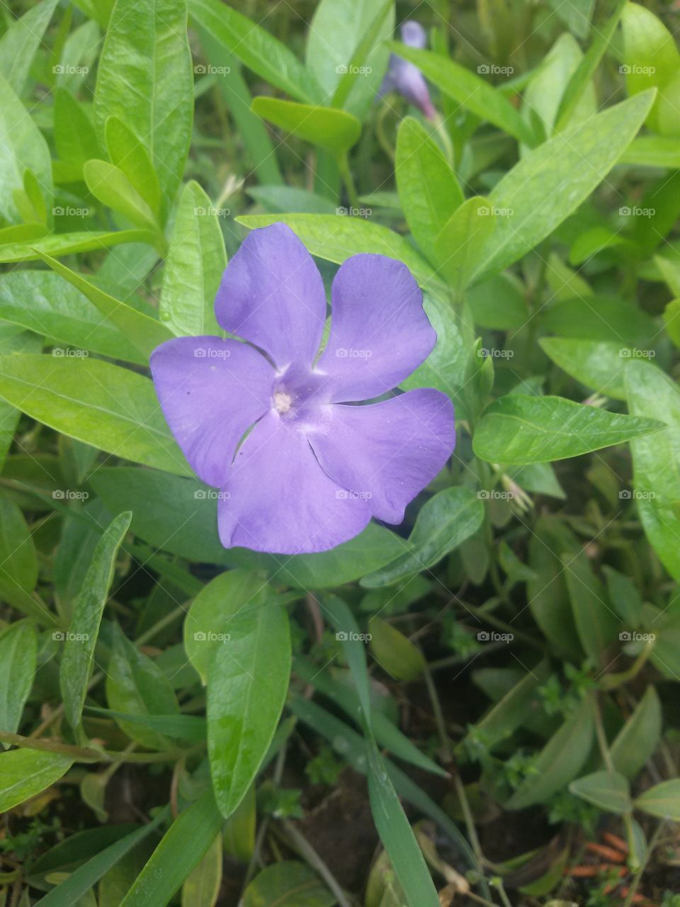 Purple flower in the garden