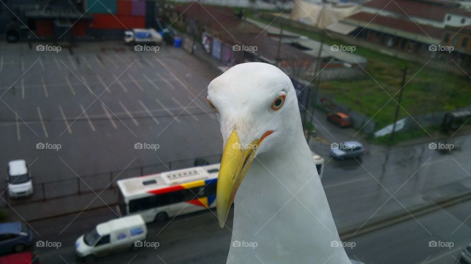 Seagull at my window. this seagull is flying to my work window ooking at himself.