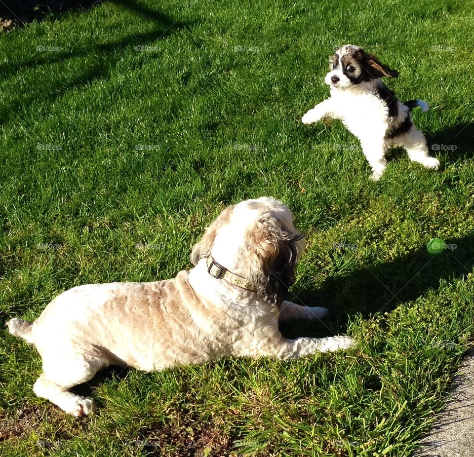 Dog and puppy playing