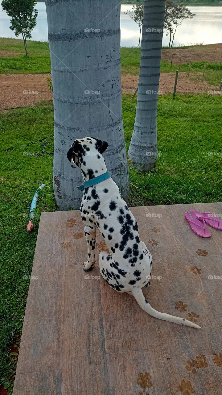 Dalmatian