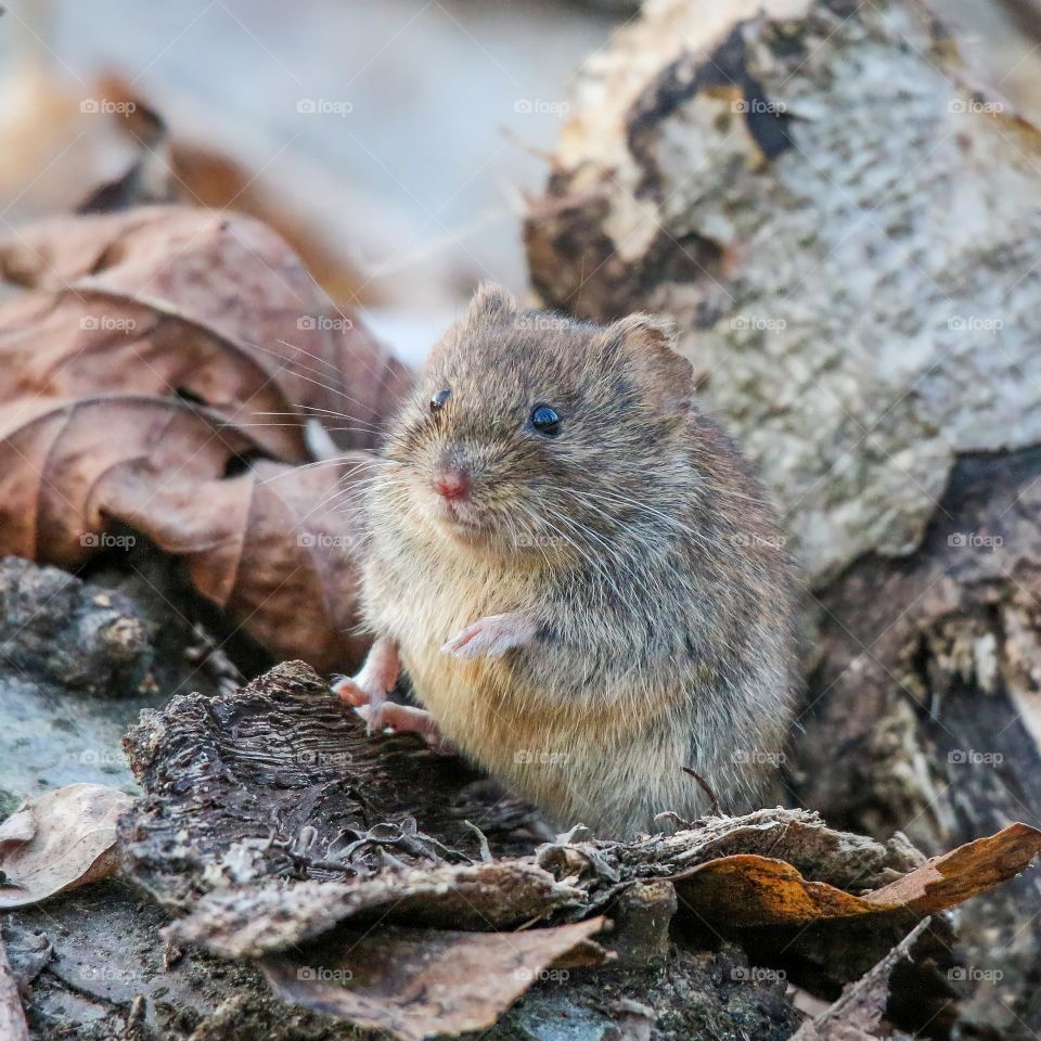 Little mouse in the forest asking for nuts