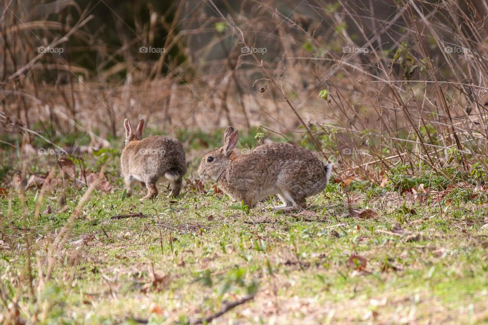 Rabbits in a park in Brussels