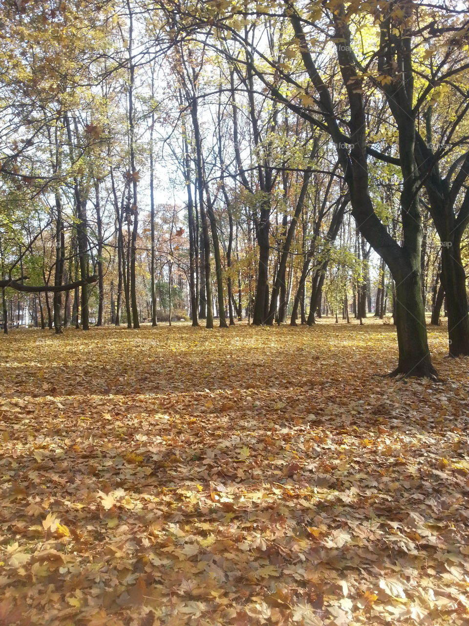 Autumn park 