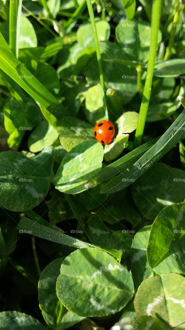 ladybug in the morning grass