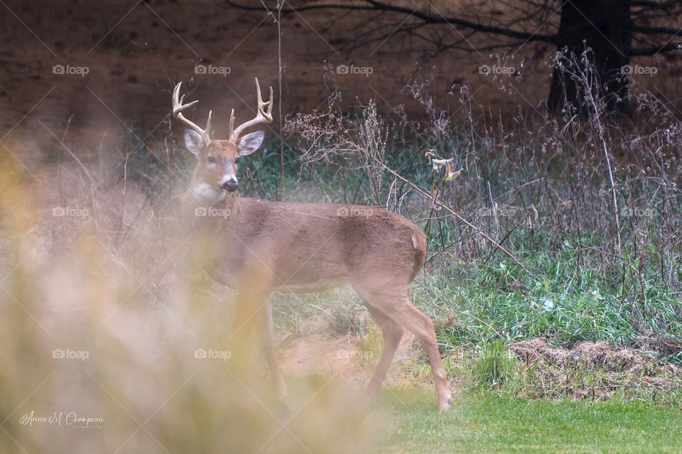 Buck white tailed deer in Wisconsin with large antlers