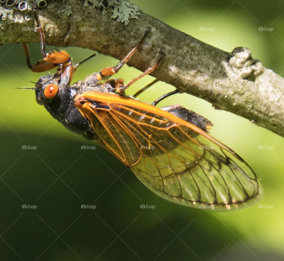 Periodical Cicada on a branch 