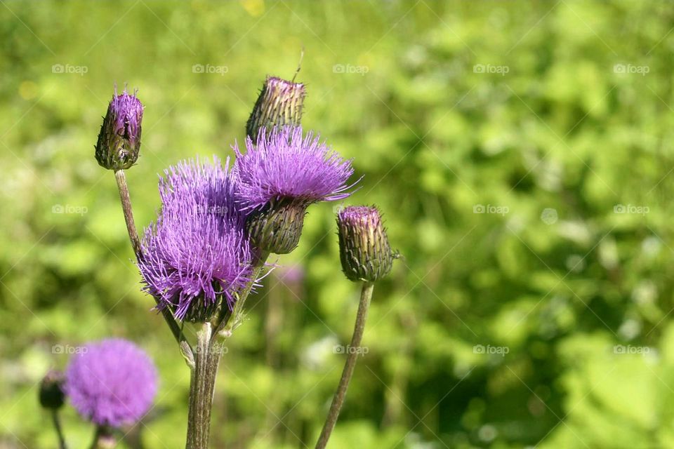 Beautiful purple flower like brush