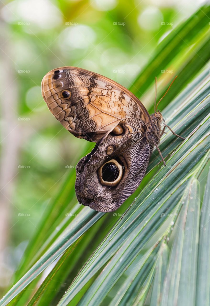 Caligo Memnon butterfly
