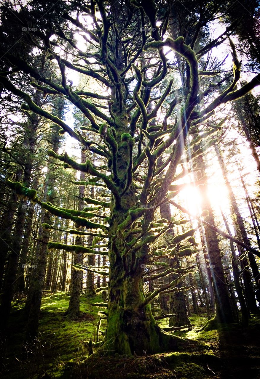 Alaska Forests