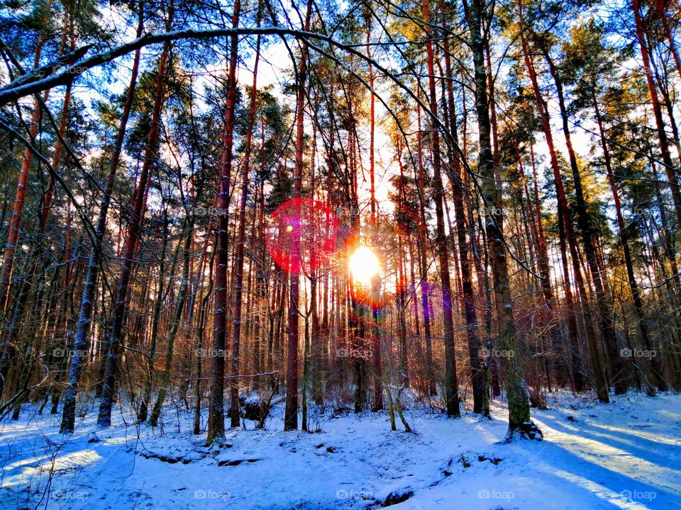 Sun, forest