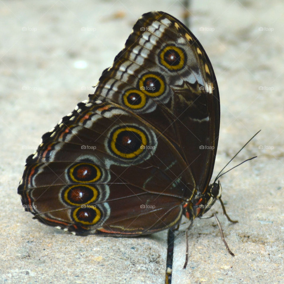Butterfly in sanctuary