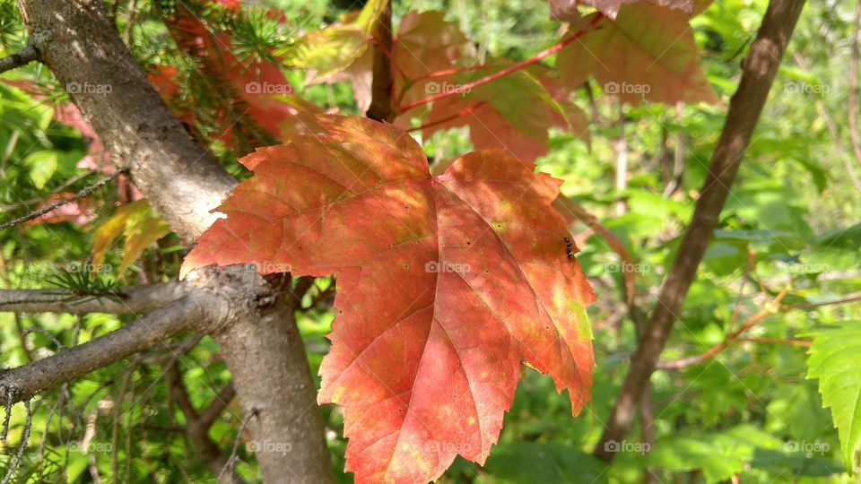 Autumn red maple leaf