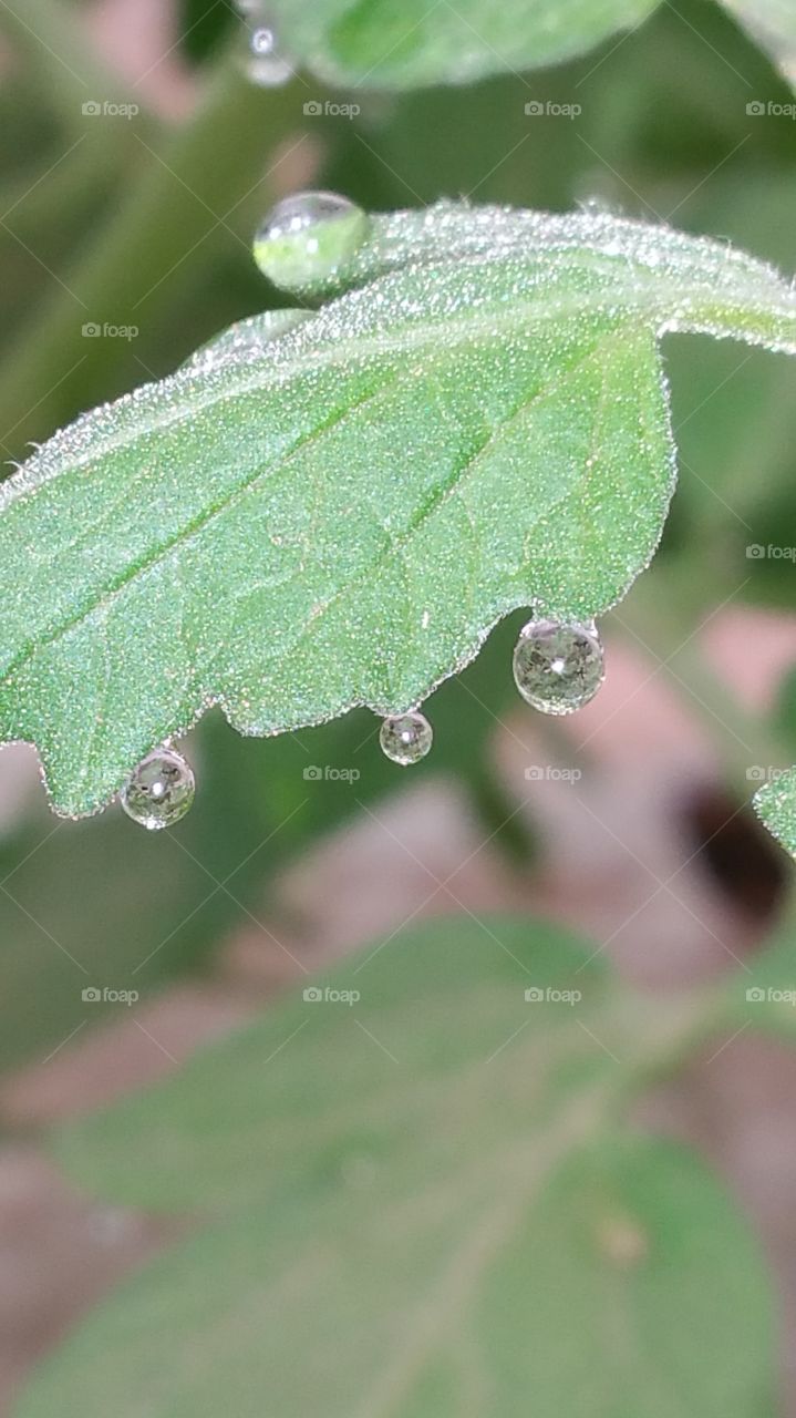 Leaf, Rain, Drop, Flora, Dew