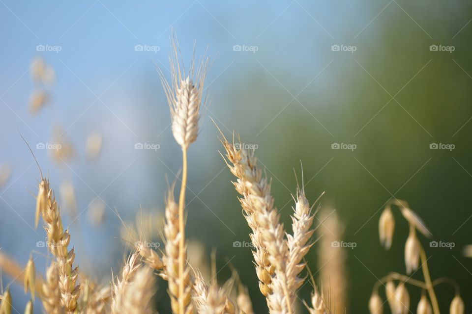 Wheat