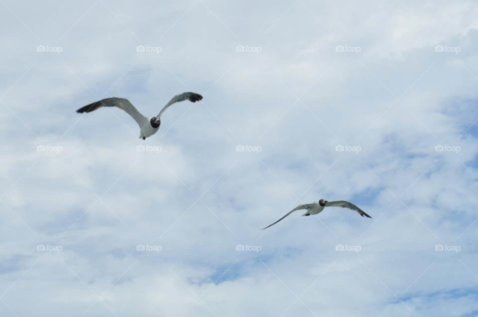 seagulls. seagulls fly above the ferry to Ocracoke Island in the Outer Banks of North Carolina
