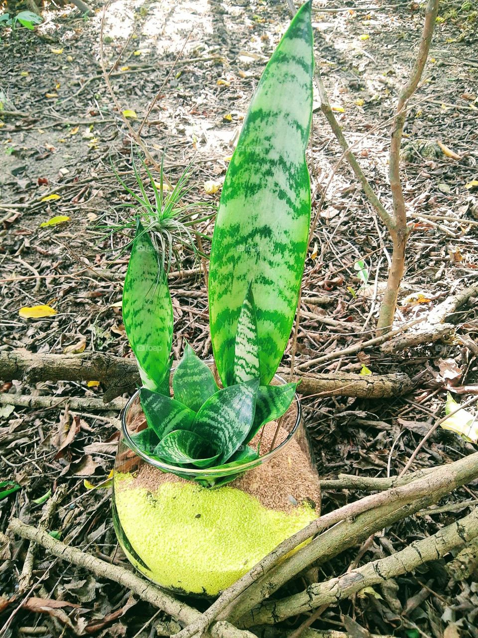 snakeplant arrangment