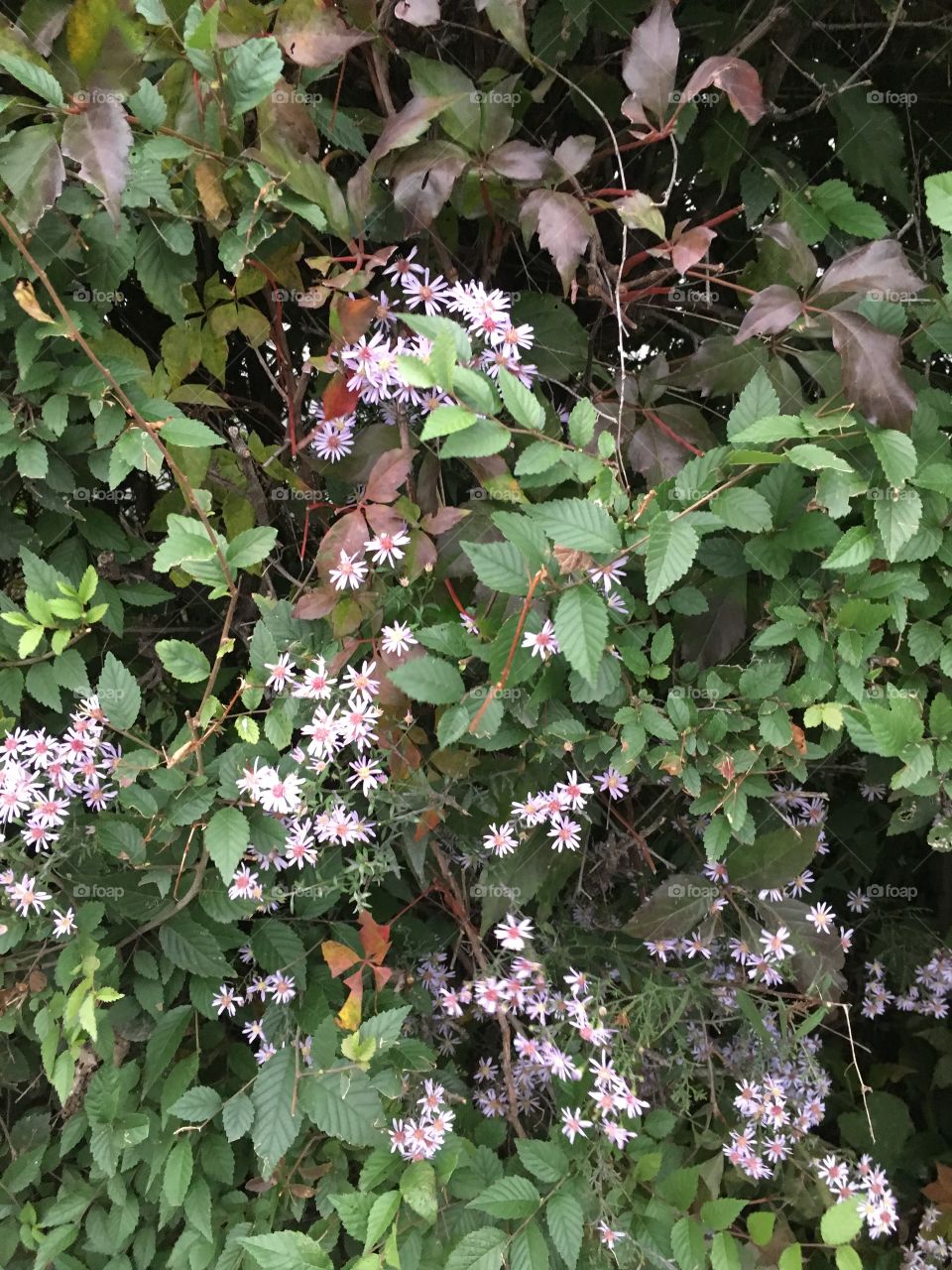 Pink Flowers on Tree-Octobre 10 2018- Montreal, Quebec, Canada