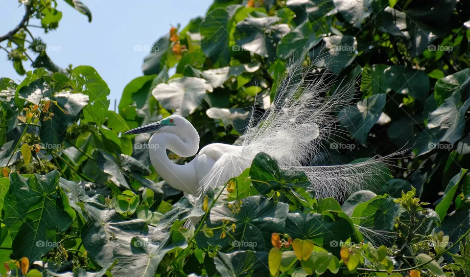 heron bird