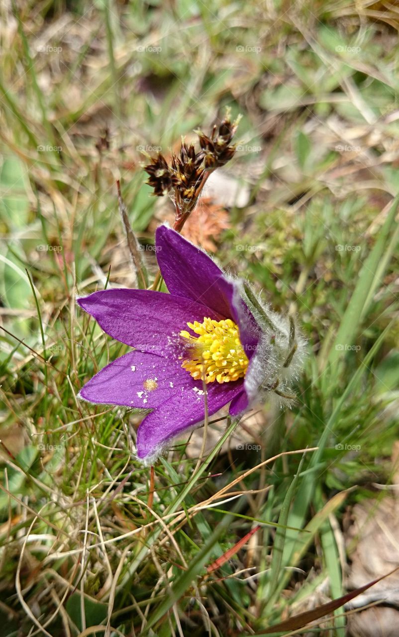 Close-up of single flower