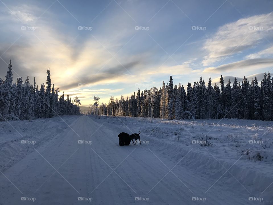Beautiful -14 Tok, Alaska trail with puppers. 