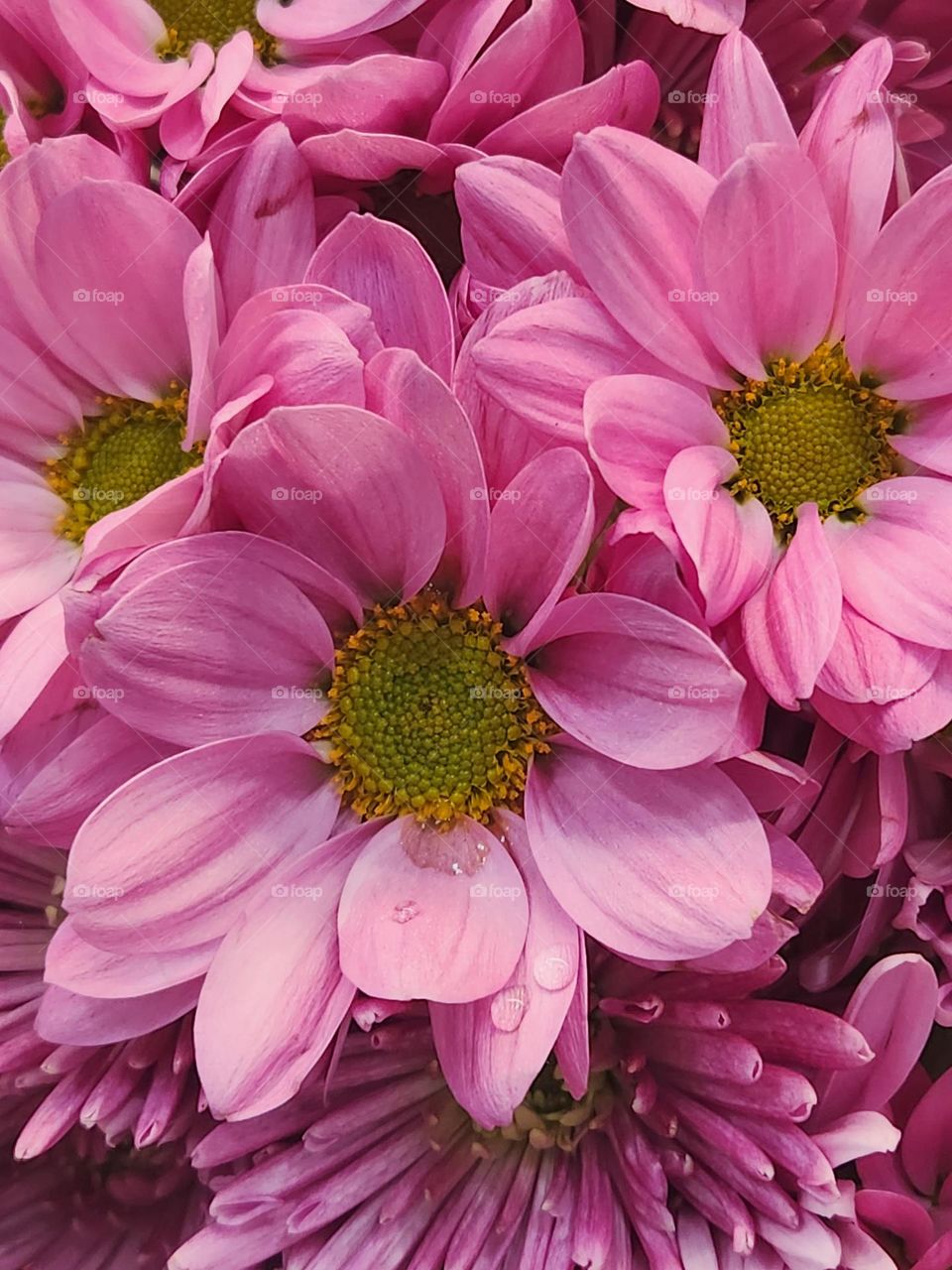 This bouquet of pretty pink Indian Chrysanthemums would fit right into the land of Barbies