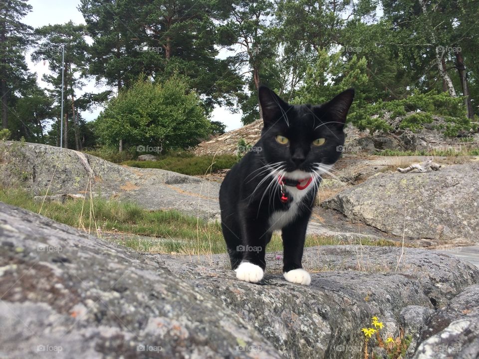 Cat in archipelago