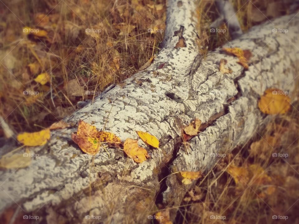 fall log