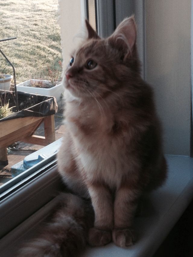 Oscar again