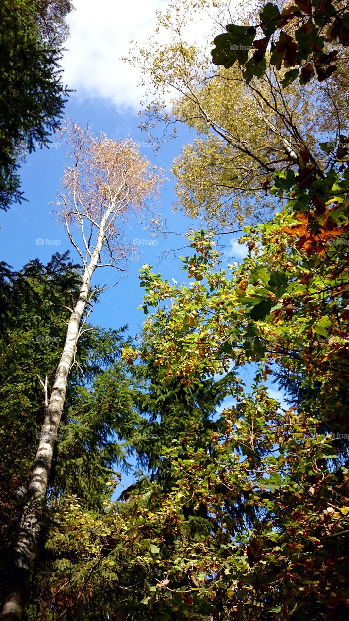 Looking up on the trees . Looking up on the trees in the forest