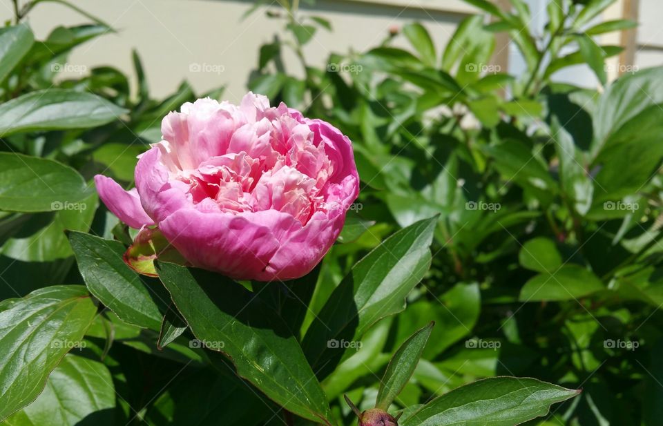 Peony