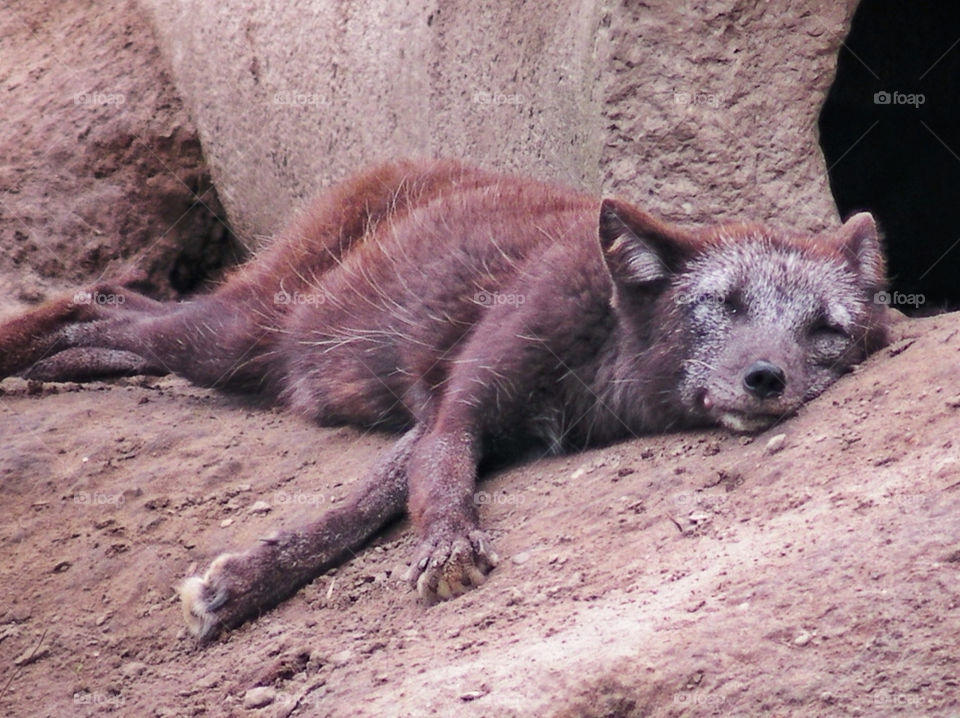 Sleeping Wild Dog