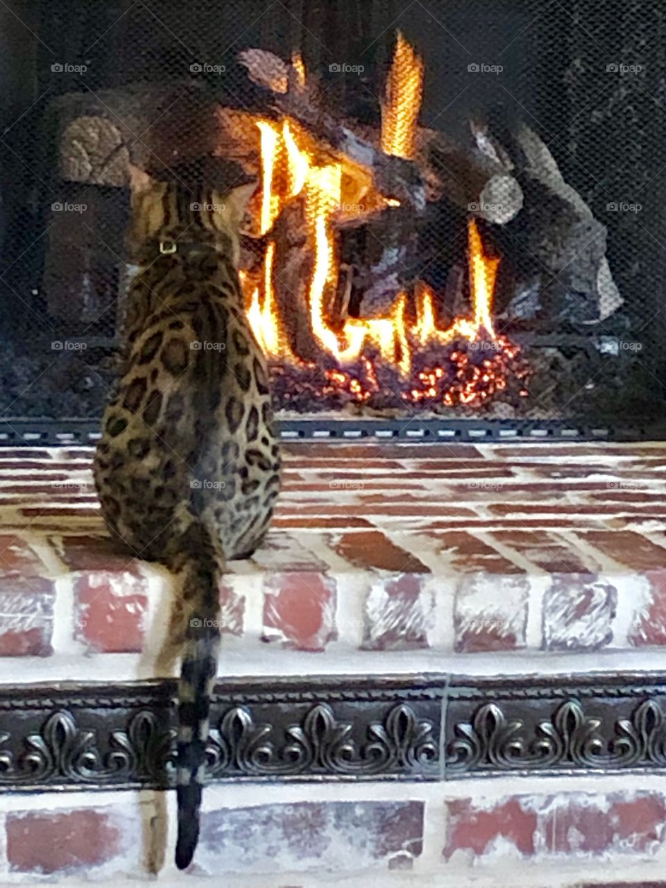 Bengal kitten Looking at fireplace