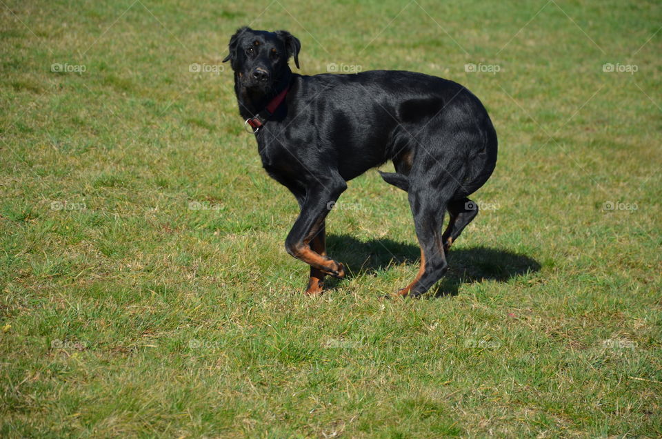 this photo represents my black dog running because he is afraid that there will be a line between his legs
