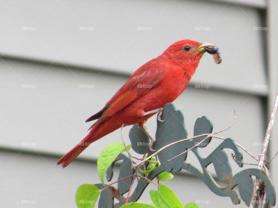 Summer Tanager eating a Blueberry