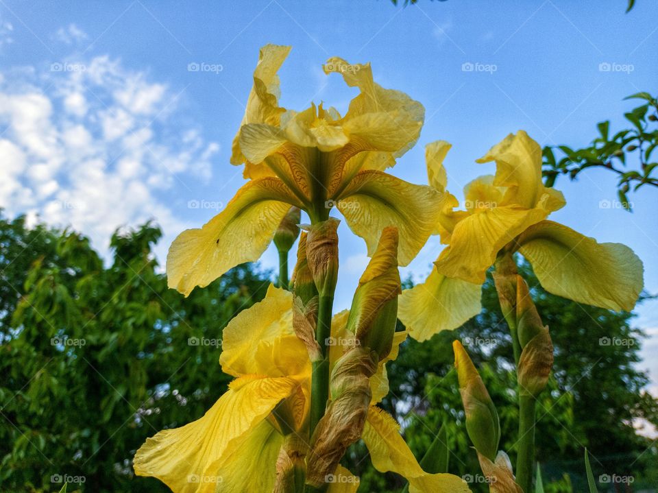 Orange irises and blue sky.