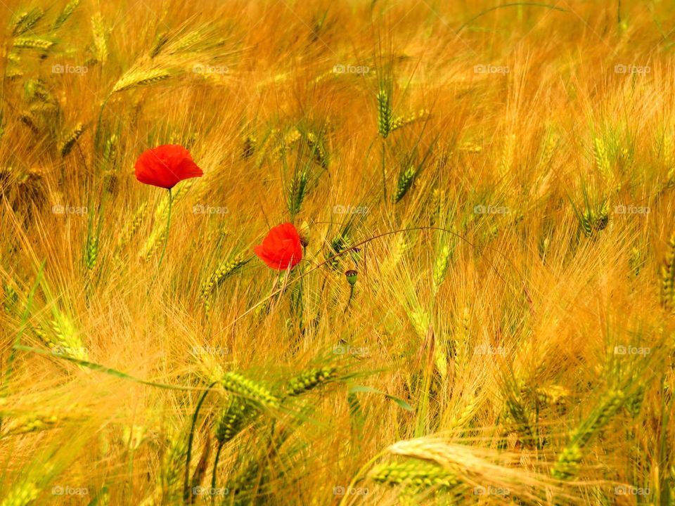 poppies in field