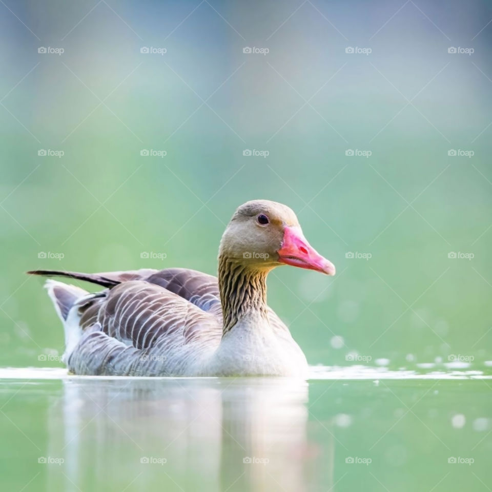 Greylag goose On Water Stock Photo And Image