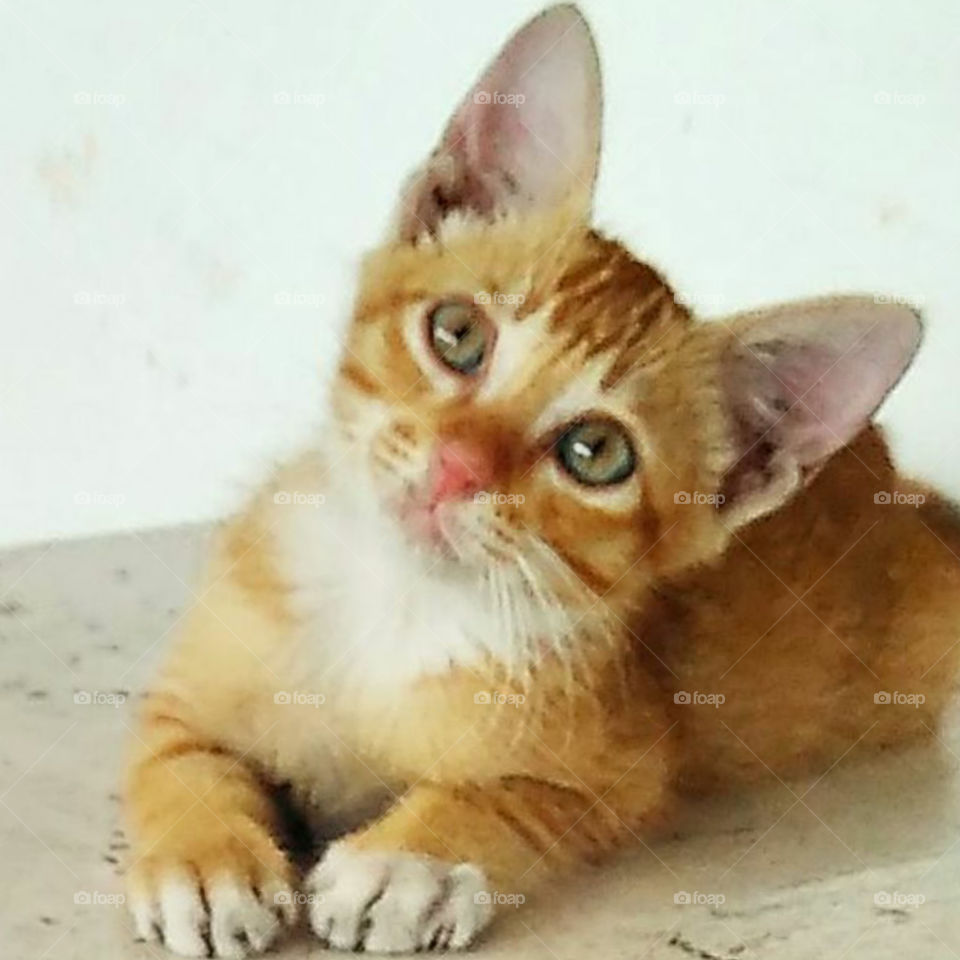 cute kitten from Asia