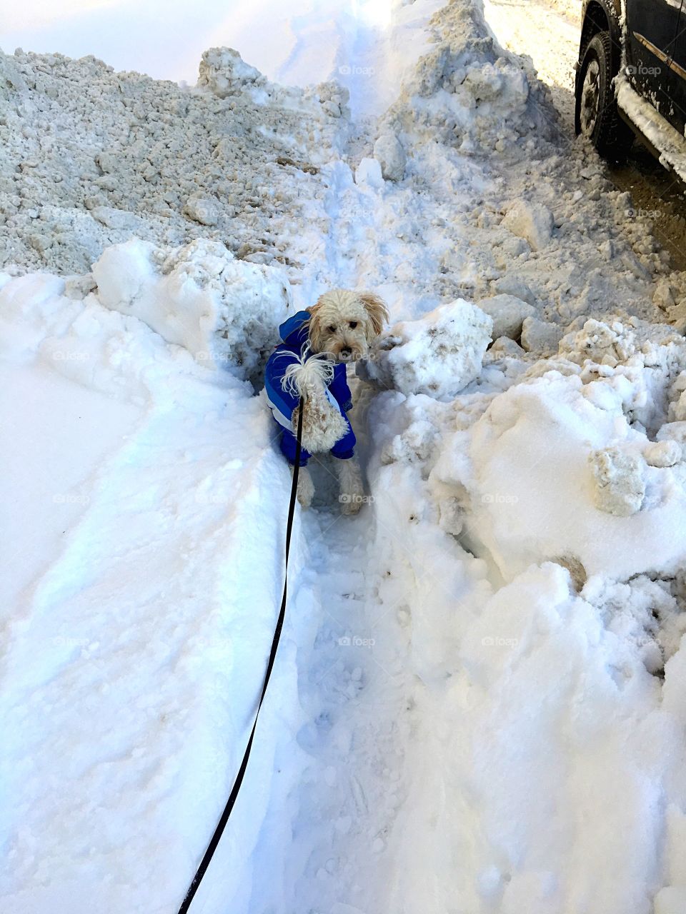 small poodle for a walk in winter