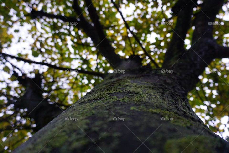 Tree#leaves#colors#perspective#nature