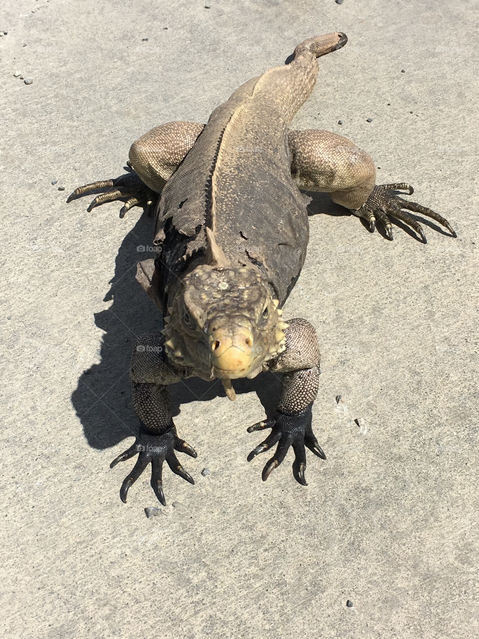 Iguana