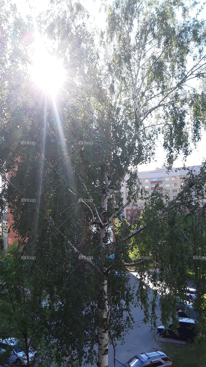 June view from the window