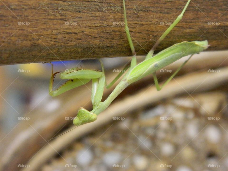 Upside down mantis 