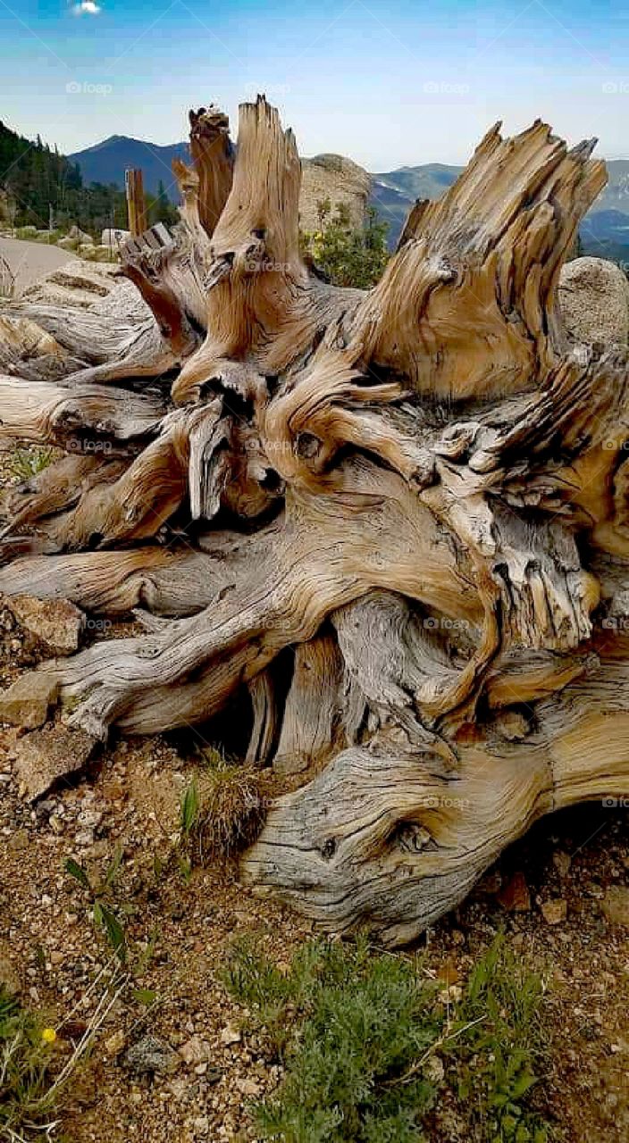 Mt. Evans, CO Krummholz - stunted, windblown trees